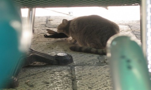 Zdjęcie CHORWACJA / Szybenik / kawiarnia / Udane polowanie