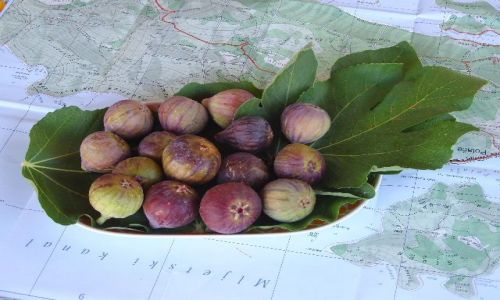 Zdjecie CHORWACJA / Dalmacja / Wyspa Mljet / Poczstunek
