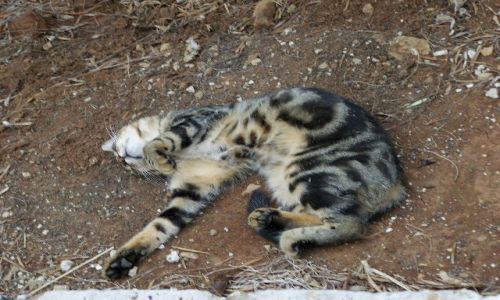 Zdjęcie CHORWACJA / Dalmacja / Wyspa Mljet / Koty c.d.