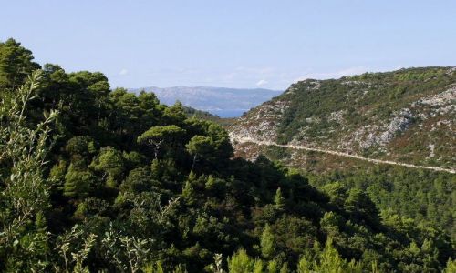 Zdjęcie CHORWACJA / Dalmacja / Wyspa Mljet / Droga