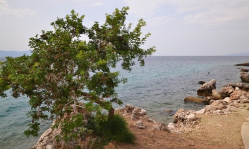 Zdjcie CHORWACJA / upania splitsko - dalmatyska / Gradac / .....