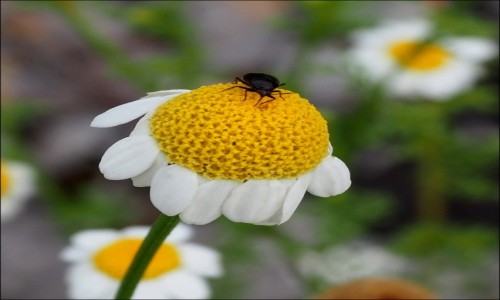 Zdjęcie CHORWACJA / Riviera Makarska / Strinj / w gorącym słonku...
