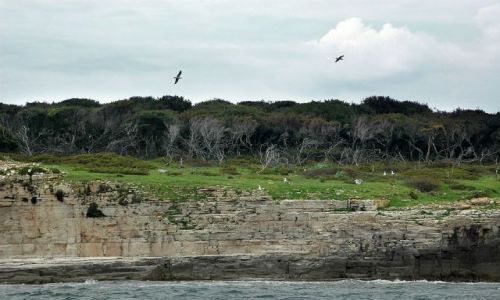 Zdjecie CHORWACJA / Istria / wyspy Brijuni / mroczne wybrzee