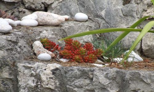 Zdjecie CHORWACJA / Makarska / Baska Voda / ....zycie...