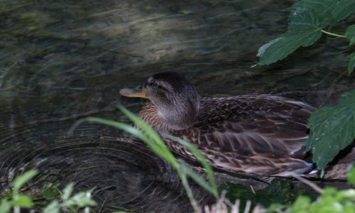 Zdjcie CHORWACJA / plitvickie jeziora / plitvice / ... mie ssiedztwo obok...