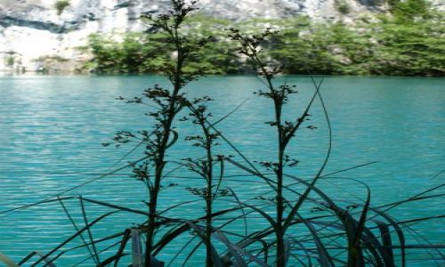Zdj�cie CHORWACJA / plitvickie jeziora / plitvice / woda i ro�linki