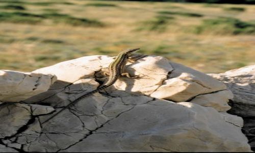 Zdjcie CHORWACJA / Pag / Pag / Te mam jaszczurk, a co...