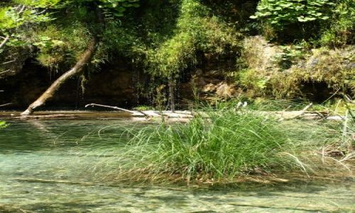 Zdjcie CHORWACJA / plitvice / park / kpka trawy