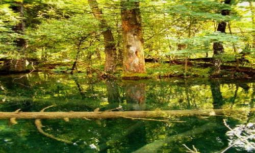 Zdjęcie CHORWACJA / brak / P.N. Jezior Plitwickich / Park pod wodą