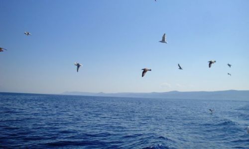 Zdjcie CHORWACJA / Dalmacja / Pisak / 