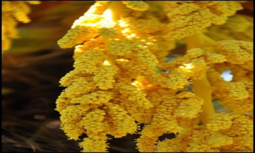 Zdjęcie CHORWACJA / Dalmacja / Lokrum / Sunshine ...