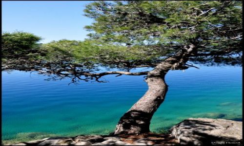 Zdjęcie CHORWACJA / Dalmacja / Mljet / Dangerous ...