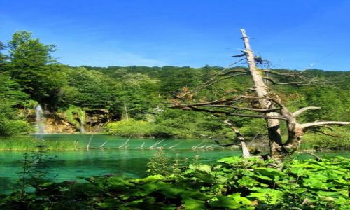Zdjecie CHORWACJA / Dalmacja / Plitvice / Samotne drzewo