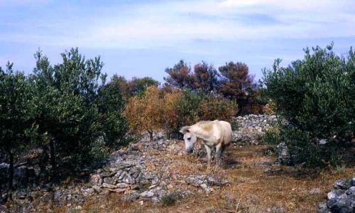 Zdjecie CHORWACJA / Dalmacja / wyspa Hvar / popas w gaju