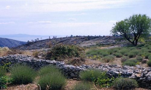 CHORWACJA / Dalmacja / wyspa Hvar / pole lawendy