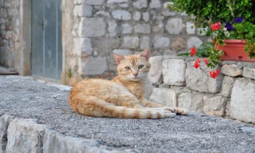 Zdjecie CHORWACJA / Dalmacja Poudniowa / Ston / Tu mi dobrze