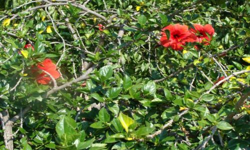 Zdjęcie CHORWACJA / Wyspa Hwar / blisko brzegu.. / taki sobie..