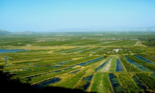 Zdjcie CHORWACJA / Dalmacja pd / Delta Neretwy / plantacje mandarynek
