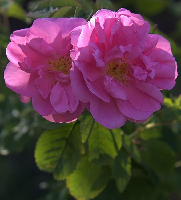 Zdj cia: Agros, Pitsilia, Róża damasceńska, CYPR Zdj cia: Agros, Pitsilia, Róża damasceńska, CYPR