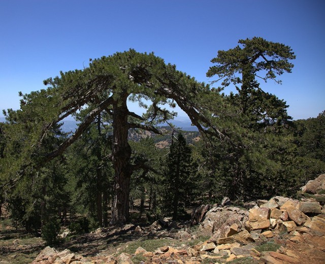 Zdj cia: Góry Troodos, Nikozja, Sosna czarna, CYPR Zdj cia: Góry Troodos, Nikozja, Sosna czarna, CYPR