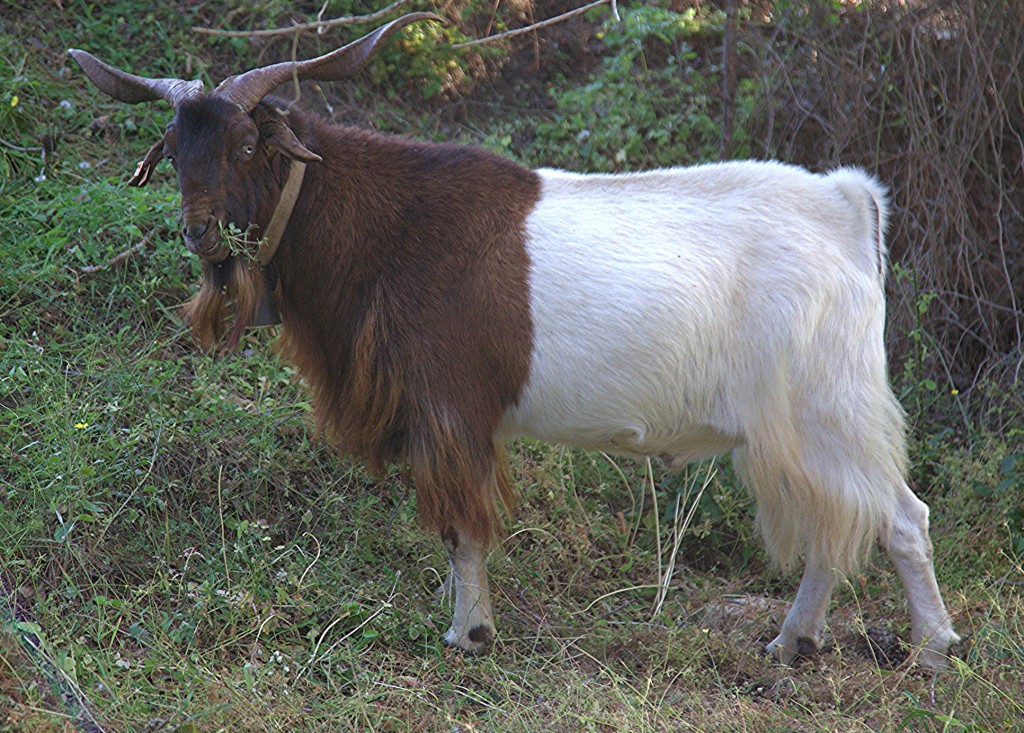 Zdjęcia: Półwysep Akamas, Polis Chrysochous, Koziołek, CYPR Zdjęcia: Półwysep Akamas, Polis Chrysochous, Koziołek, CYPR