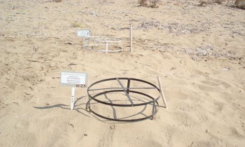 CYPR / Pafos / Zatoka Lara / pwysep Akamas / Ochrona wi