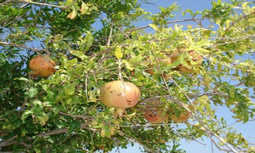 Zdjęcie CYPR / Pafos / Palea Pafos / Dzikie granaty