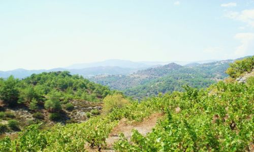 Zdjęcie CYPR / Troodos / Troodos / Krajobraz cypryjski