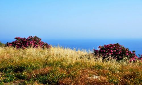 Zdjęcie CYPR / - / Amathous / Śródziemnomorskie klimaty