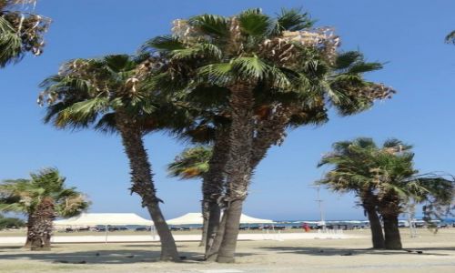 Zdjecie CYPR / - / Larnaka / Plaża