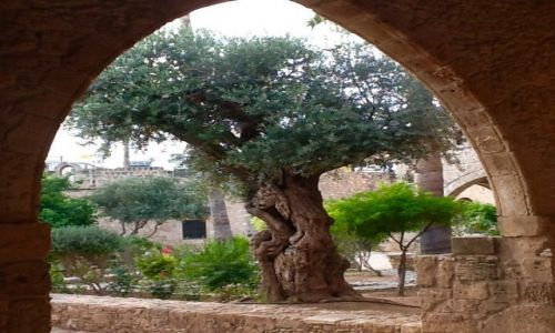 Zdjcie CYPR / Larnaka / Agia Napa / Drzewo oliwne