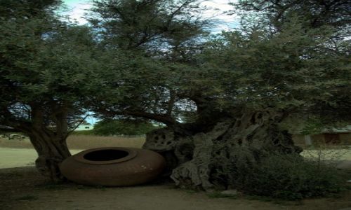Zdj�cie CYPR / Polis Chrysochous / Okolice Muzeum Archeologiczne / 700 letnie drzewo oliwne