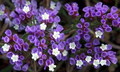 Zdjęcie CYPR / Pafos / Kato Pafos / Lawenda morska