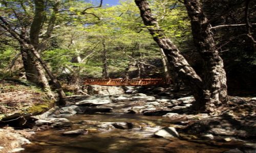 Zdjęcie CYPR / Góry Troodos / Rzeka Kryos Potamos / Mostek