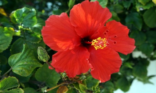 Zdjcie CYPR / Larnaka / . / Hibiskus