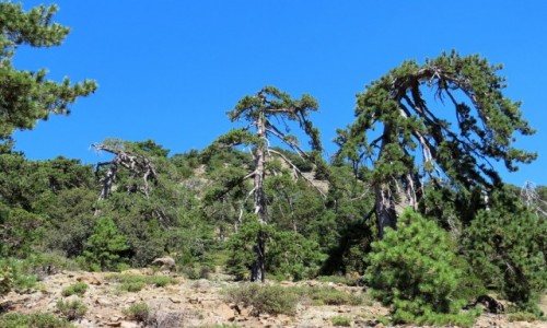 Zdjęcie CYPR / - / Troodos / Góry Troodos