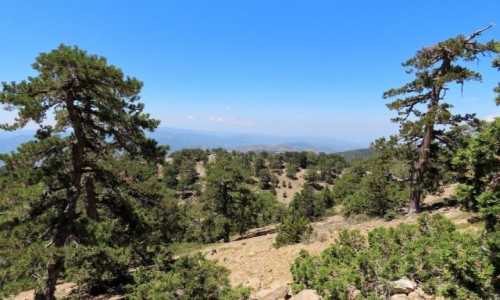 Zdjęcie CYPR / - / Troodos / Góry Troodos