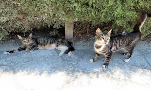 Zdjcie CYPR / - / Larnaca / Wszdzie rzdz koty