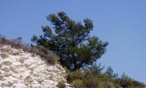 Zdjęcie CYPR / brak / Okolice Paphos / Drzewko