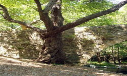 Zdjęcie CYPR / brak / Okolice Paphos / Pokrecone drzewko