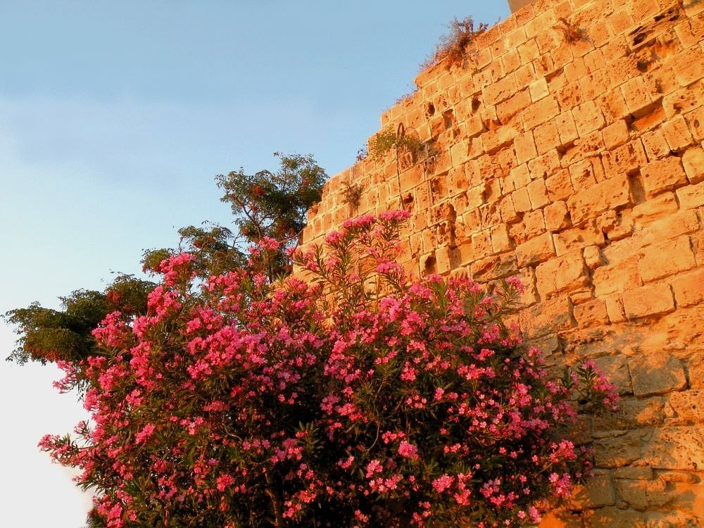 Zdjęcia: Girne, Kyrenia, Oleandry na tle murów twierdzy, CYPR PÓŁNOCNY Zdjęcia: Girne, Kyrenia, Oleandry na tle murów twierdzy, CYPR PÓŁNOCNY