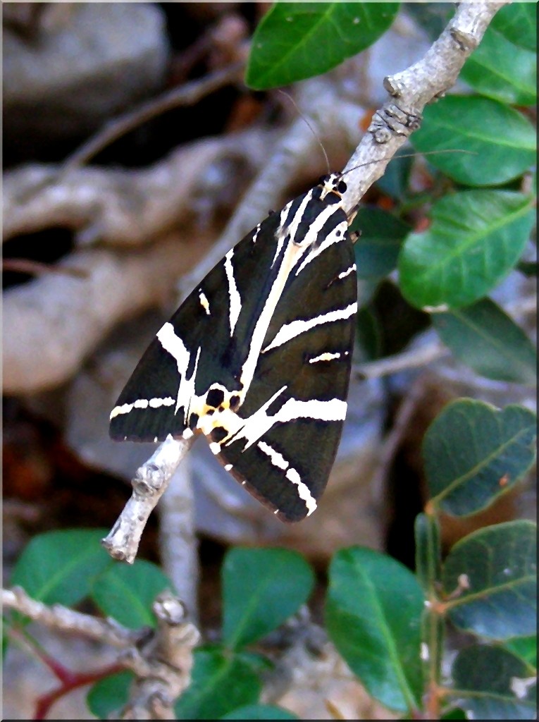 Zdjęcia: Okolice Girne, Kyrenia, Heliconius charithonia, nazywany motylem-zebrą, CYPR PÓŁNOCNY Zdjęcia: Okolice Girne, Kyrenia, Heliconius charithonia, nazywany motylem-zebrą, CYPR PÓŁNOCNY