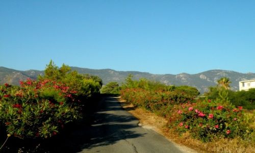 Zdjecie CYPR PӣNOCNY / Kyrenia / okolice Girne / Wspaniale wdruje si wrd oleandrw.