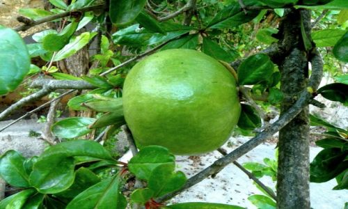Zdjecie CYPR PӣNOCNY / Kyrenia / Pustelnia w dolinie. / Mogem dotkn owoc granatu.