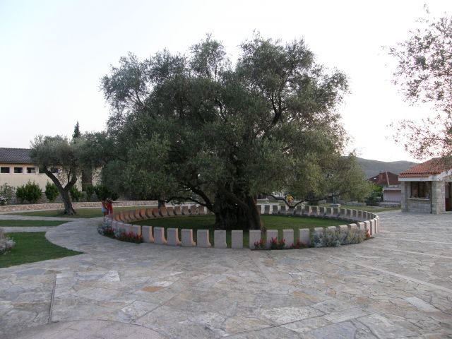 Zdjęcia: Stary Bar, Stary Bar, 2000 lat stara oliwka, CZARNOGÓRA Zdjęcia: Stary Bar, Stary Bar, 2000 lat stara oliwka, CZARNOGÓRA