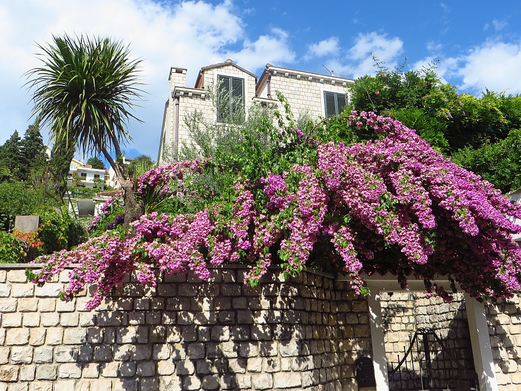 Zdjęcia: Herceg Novi, Boka Kotorska, Herceg Novi, CZARNOGÓRA Zdjęcia: Herceg Novi, Boka Kotorska, Herceg Novi, CZARNOGÓRA