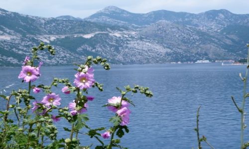Zdjecie CZARNOGRA / Riwiera Kotorska / Gdzie nad morzem / Takie same jak w moim ogrodzie:)