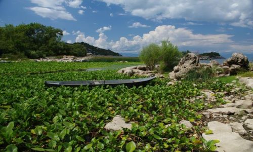 Zdjecie CZARNOGRA / - / jezioro Shkoder / nad jeziorem Shkoder