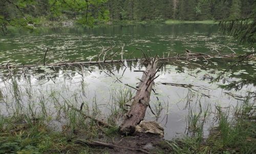Zdjcie CZARNOGRA / P.N. Durmitor / okolice abljaka / jezioro mijne