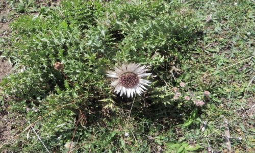 Zdjecie CZARNOGRA / P.N. Durmitor / okolice abljaka / grska flora